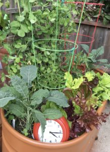 clock and veggies