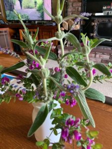 Herb flowers