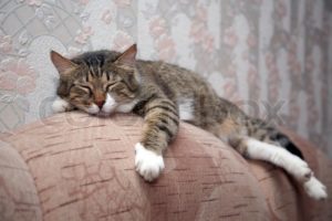 cat on couch