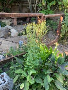 bolted lettuce plants